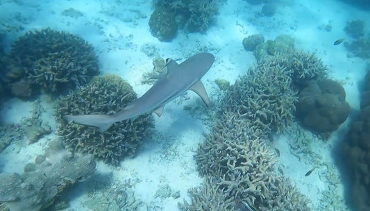 The Incredible Biodiversity of the Great Barrier Reef