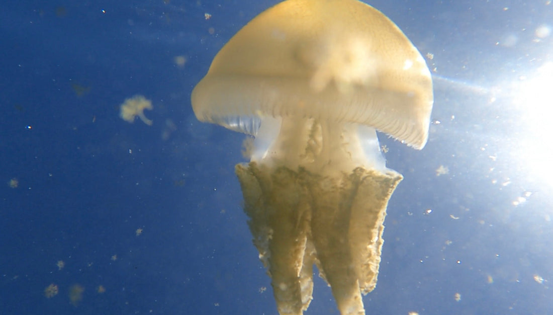 The Science of Jellyfish: Understanding These Incredible (and Dangerous) Creatures