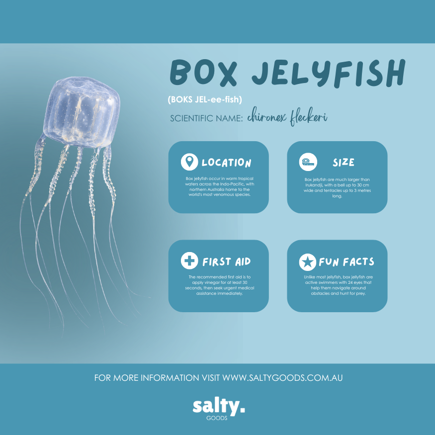 An educational poster titled 'BOX JELYFISH' with a large illustration of a translucent jellyfish on the left and four blue information boxes on the right detailing location, size, first aid, and fun facts. The Salty Goods brand logo is visible at the bottom.